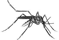 sticmou